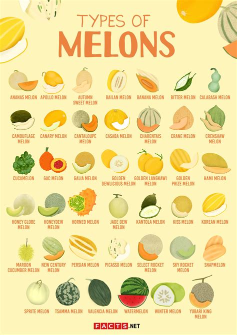 melons tibe|Trying Every Type Of Melon 